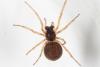 Pachygnatha degeeri